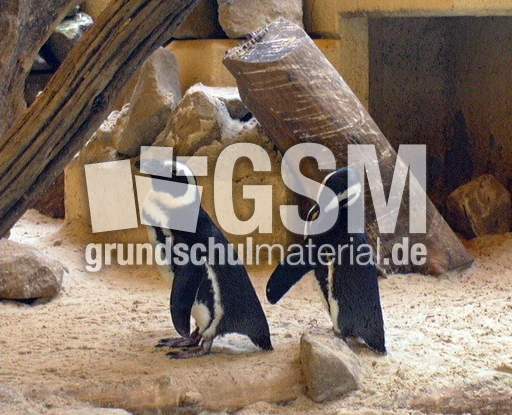 Brillenpinguine-4.jpg
